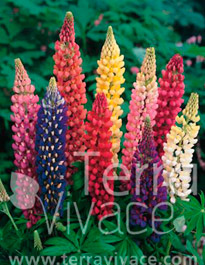 Plantes Vivaces