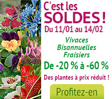 Soldes Terra Vivace