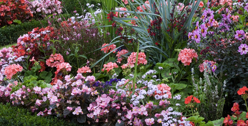 Terra Vivace - Fleurs annuelles