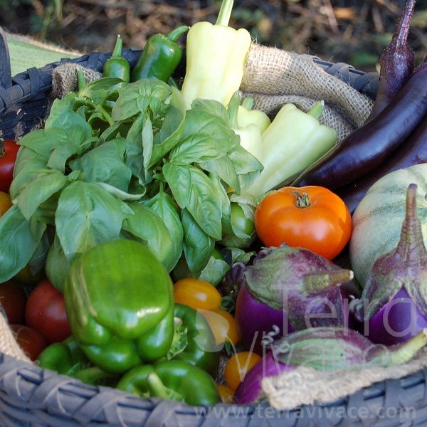 Tomates & Co - Terra Vivace